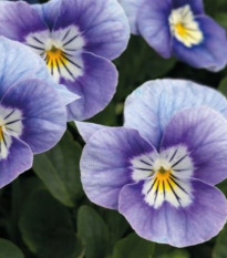 Szarvas violák Sorbet Lavender Pink – Viola cornuta – violamagok – 20 db