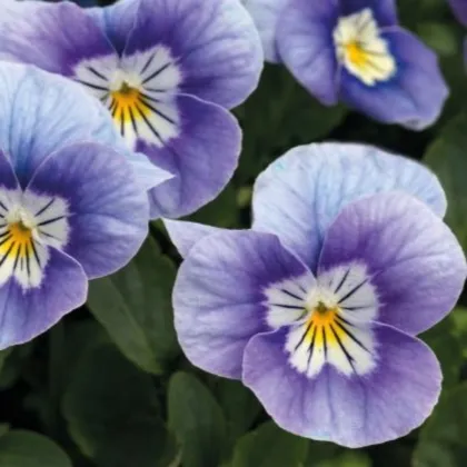 Szarvas violák Sorbet Lavender Pink – Viola cornuta – violamagok – 20 db