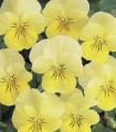 Violka rohatá Sorbet Lemon Chiffon - Viola cornuta - semena violky - 20 ks