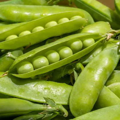 Hrách dřeňový Sienna - Pisum sativum - semena hrachu - 60 ks