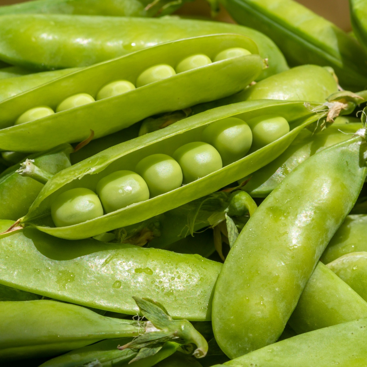 Hrách dřeňový Sienna - Pisum sativum - semena hrachu - 60 ks