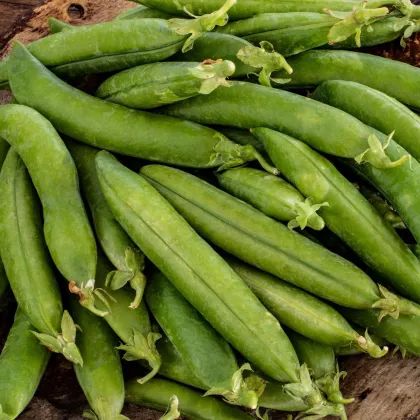Hrách setý dřeňový Premio - Pisum sativum - semena hrachu - 60 ks