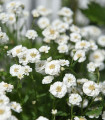 Řebříček Bertrám Perla - Achillea ptarmica - semena řebříčku - 200 ks