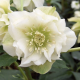 Čemeřice plnokvětá Ellen bílá - Helleborus double - prostokořenné sazenice čemeřice - 1 ks