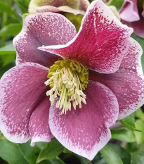 Čemeřice Pretty Ellen tečkovaná - Helleborus orientalis - prostokořenné sazenice čemeřice - 1 ks