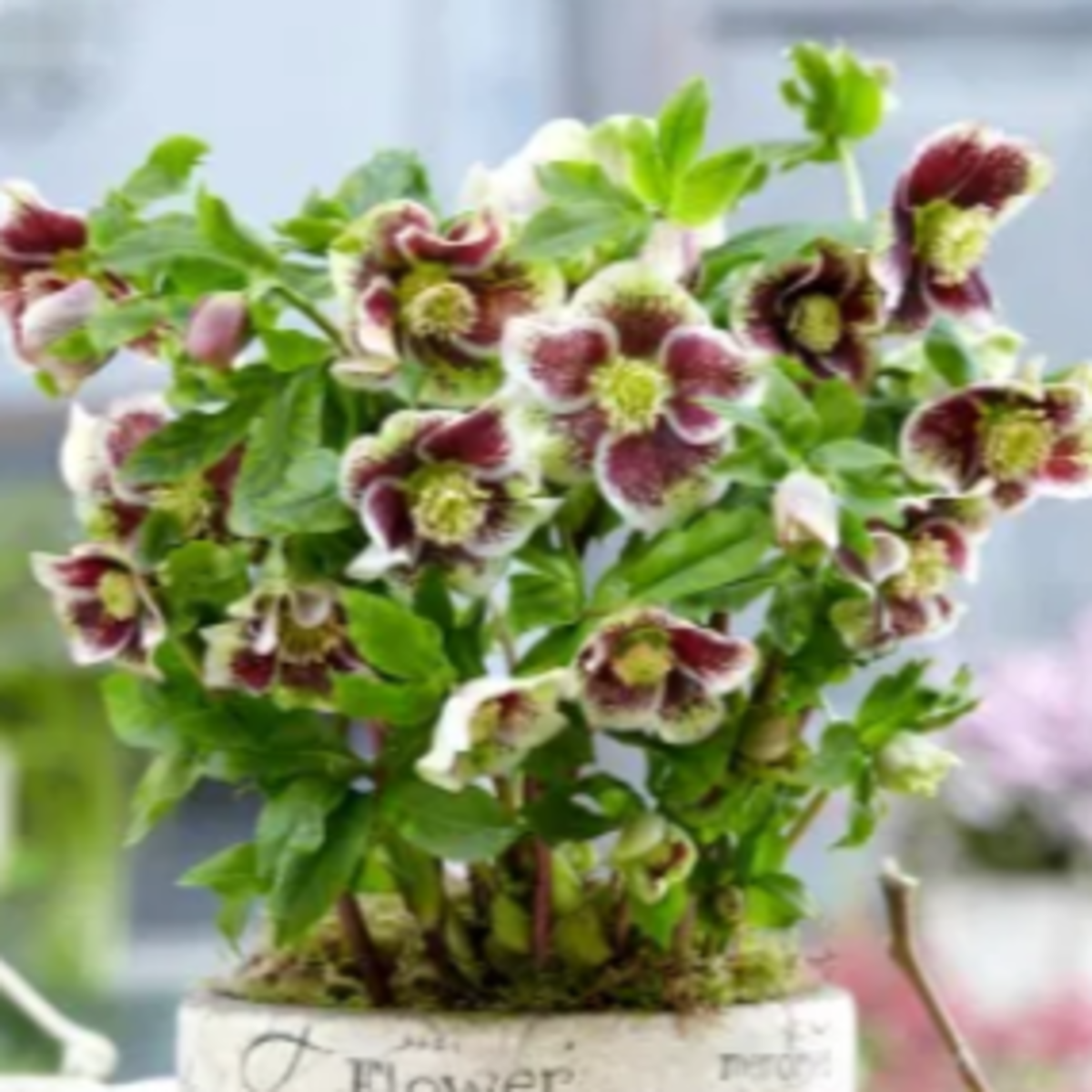 Čemeřice Pretty Ellen tečkovaná - Helleborus orientalis - prostokořenné sazenice čemeřice - 1 ks