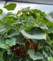 Okurka Cascadini F1 - okurka do květináče - Cucumis sativus - semena okurky - 5 ks