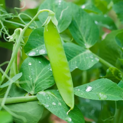 Hrách Delikata - Pisum sativum - semena hrachu - 40 ks