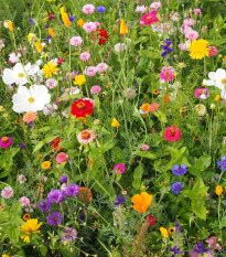 Včelí mls - semena Černý Biopro - letničková směs - 20 g