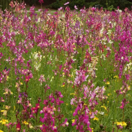 Včelí mls - semena Černý Biopro - letničková směs - 20 g