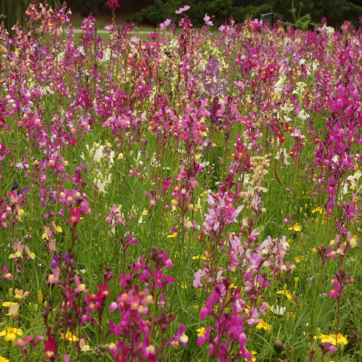 Včelí mls - semena Černý Biopro - letničková směs - 20 g