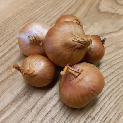 Cibule šalotka Biztro - Allium cepa - cibulky - 250 g