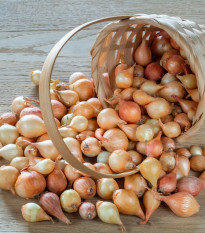 BIO Cibule sazečka Štutgart - Allium cepa - bio cibulky - 250 g