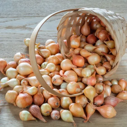 BIO Csemegehagyma Stuttgart - Allium cepa - bio hagymák - 150 g