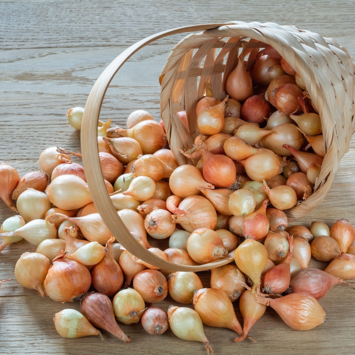 BIO Csemegehagyma Stuttgart - Allium cepa - bio hagymák - 150 g