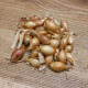 BIO Csemegehagyma Sturon - Allium cepa - bio hagymák - 150 g