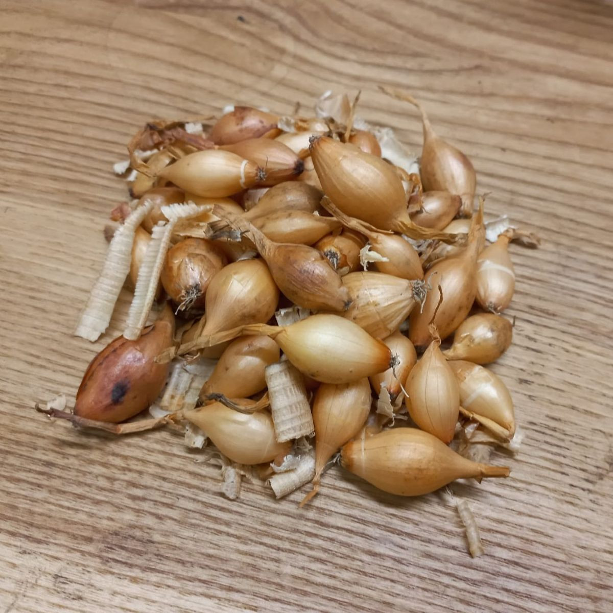BIO Csemegehagyma Sturon - Allium cepa - bio hagymák - 150 g