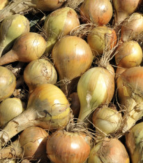 BIO Csemegehagyma Sturon - Allium cepa - bio hagymák - 150 g