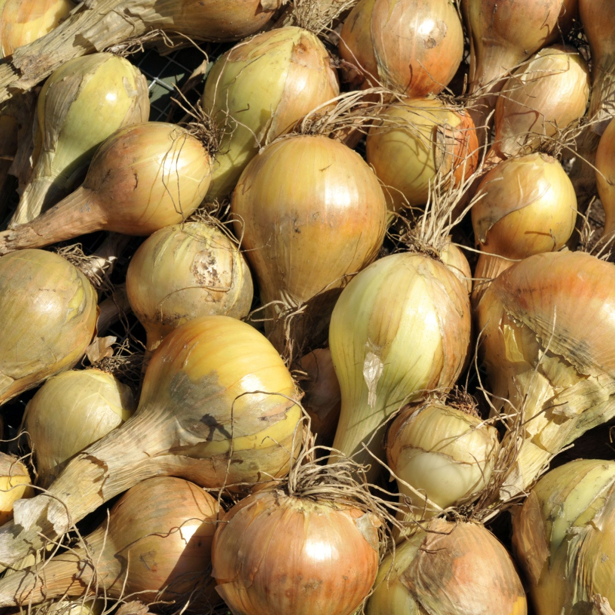 BIO Csemegehagyma Sturon - Allium cepa - bio hagymák - 150 g