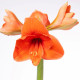 Hvězdník Naranja - Hippeastrum - cibule hvězdníku - 1 ks