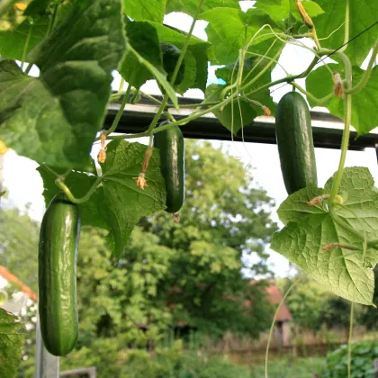 Okurka salátová Salamanda - Cucumis sativus - semena okurky - 6 ks