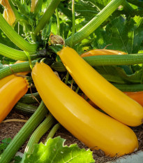 Cuketa Easy Pick Gold II F1 - Cucurbita pepo - semena cukety - 7 ks