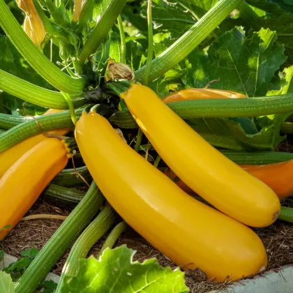 Cuketa Easy Pick Gold II F1 - Cucurbita pepo - semena cukety - 7 ks