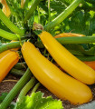 Cuketa Easy Pick Gold II F1 - Cucurbita pepo - semena cukety - 7 ks