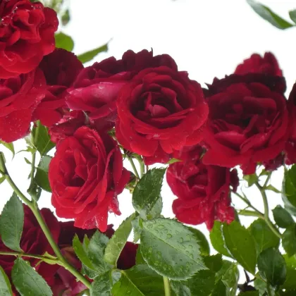 Růže velkokvětá pnoucí červená - Rosa - prostokořenné sazenice růže - 1 ks