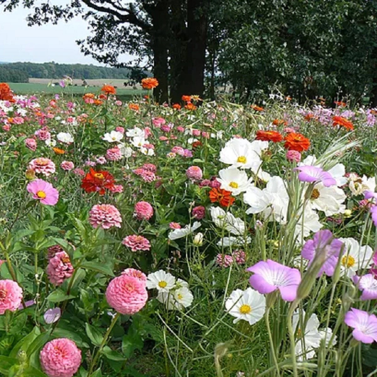 Lednická öröm – réti virágok – egynyári keverék – Černý Biopro magok