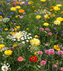 Economy - semena Černý Biopro - letničková směs - 20 g