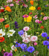 Strakonická louka - semena Černý Biopro - letničková směs - 20 g