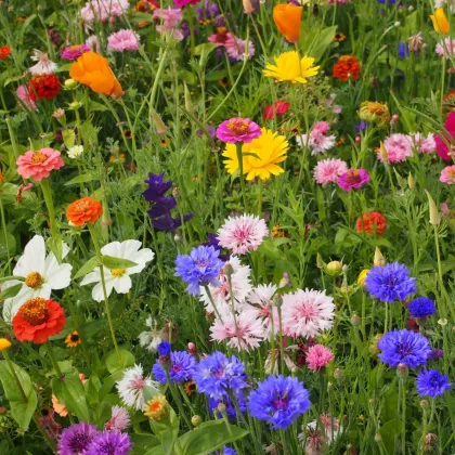 Strakonická louka - semena Černý Biopro - letničková směs - 20 g