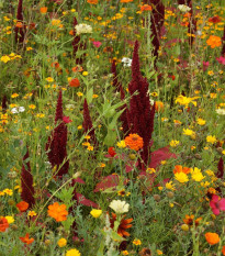 Ohnivý paprsek - semena Černý Biopro - letničková směs - 20 g