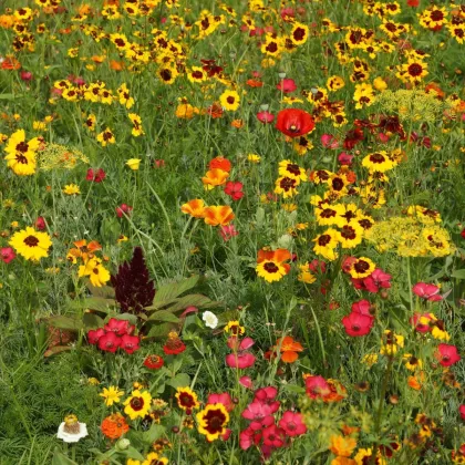 Ohnivý paprsek - semena Černý Biopro - letničková směs - 20 g
