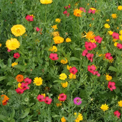 Červánková louka - semena Černý Biopro - letničková směs - 20 g