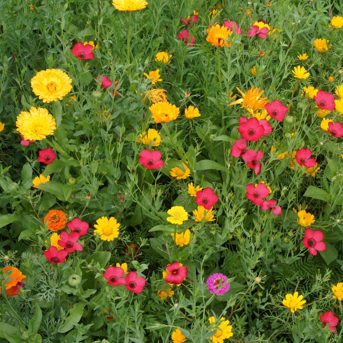 Červánková louka - semena Černý Biopro - letničková směs - 20 g