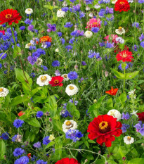 Trikolóra - semena Černý Biopro - letničková směs - 20 g