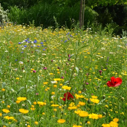 Trvalková směs - semena Černý Biopro - směs - 40 g
