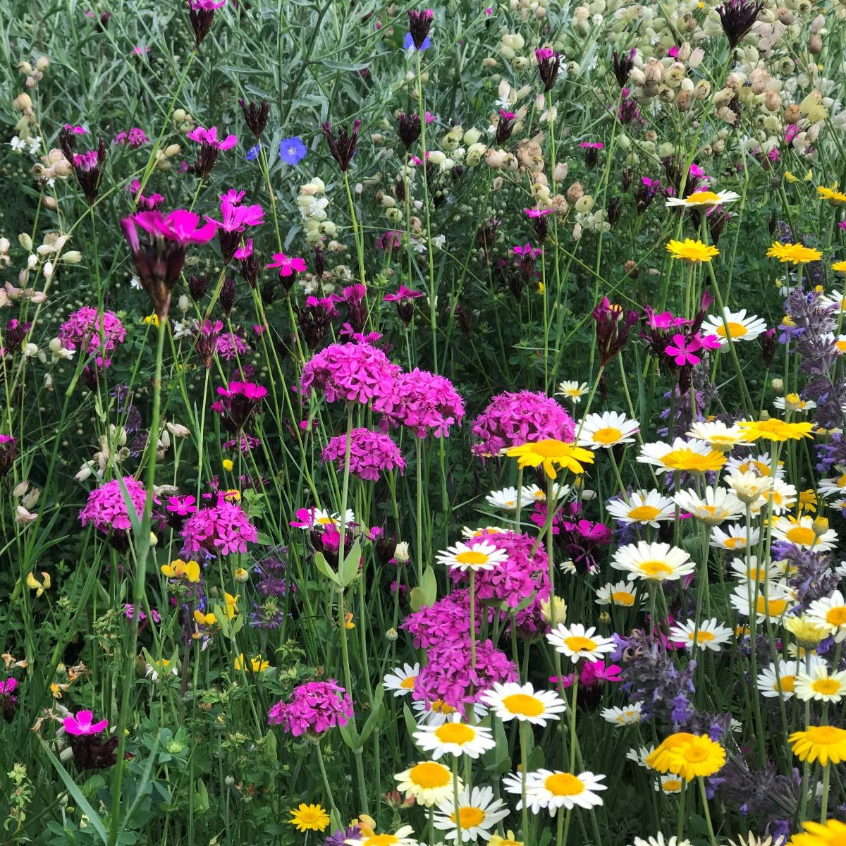 Trvalková směs - semena Černý Biopro - směs - 40 g