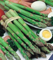 Chřest Gijnlim - Asparagus officinalis - prostokořenné sazenice chřestu - 1 ks