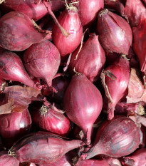 Cibule šalotka Schelia jarní červená - Allium cepa L. - semena cibule - 150 ks