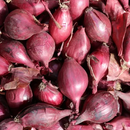 Cibule šalotka Schelia jarní červená - Allium cepa L. - semena cibule - 150 ks