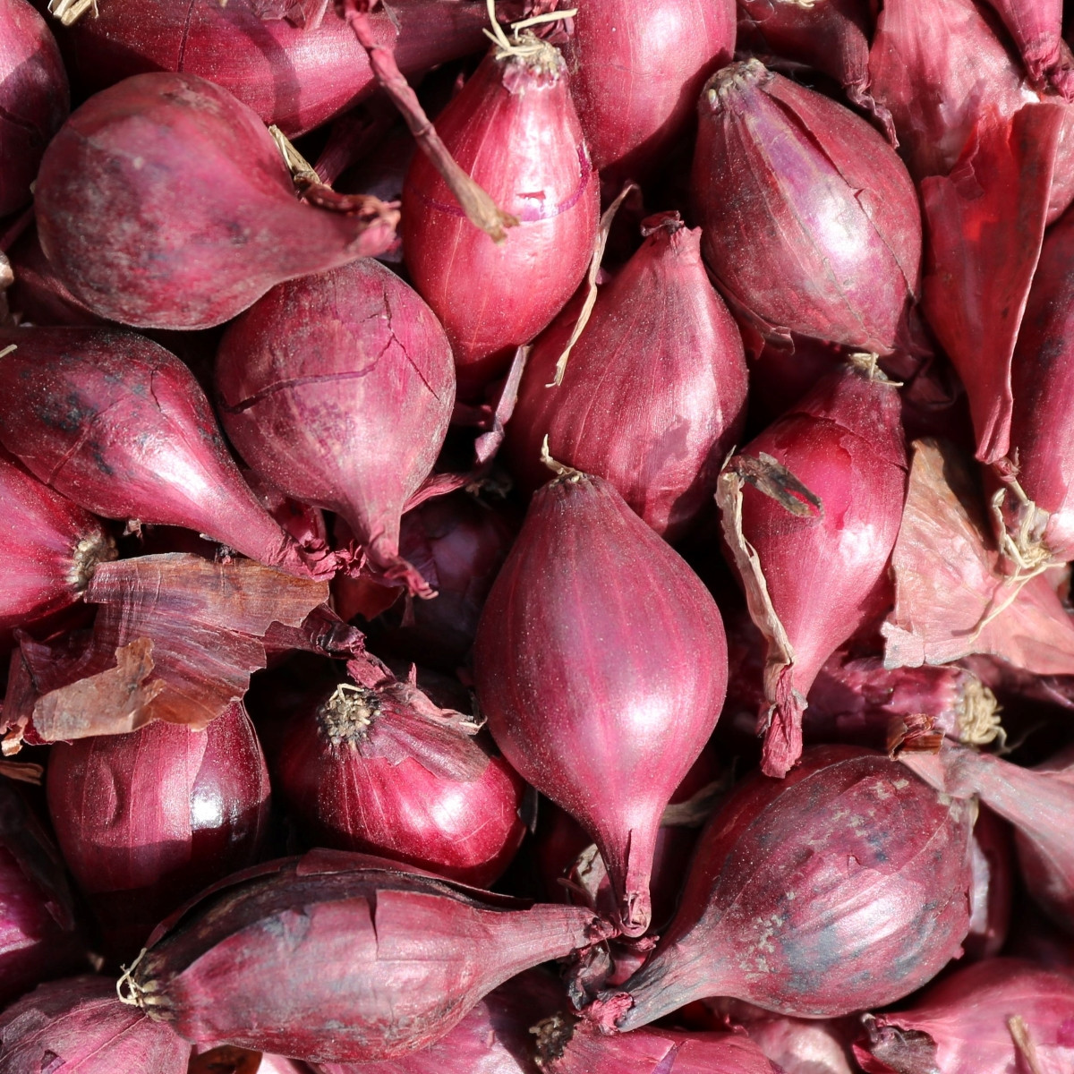 Cibule šalotka Schelia jarní červená - Allium cepa L. - semena cibule - 150 ks