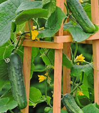 Okurka Patio Snacker F1 - vhodné pro balkóny - Cucumis sativus - semena okurky - 8 ks