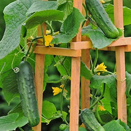 Okurka Patio Snacker F1 - vhodné pro balkóny - Cucumis sativus - semena okurky - 8 ks