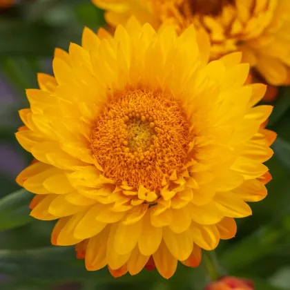 Slaměnka Lemon Yellow - Helichrysum bracteosum - semena slaměnky - 300 ks