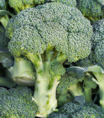 Brokolice Marathon F1 - Brassica oleracea - semena brokolice - 30 ks