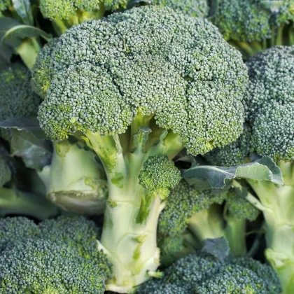 Brokolice Marathon F1 - Brassica oleracea - semena brokolice - 30 ks