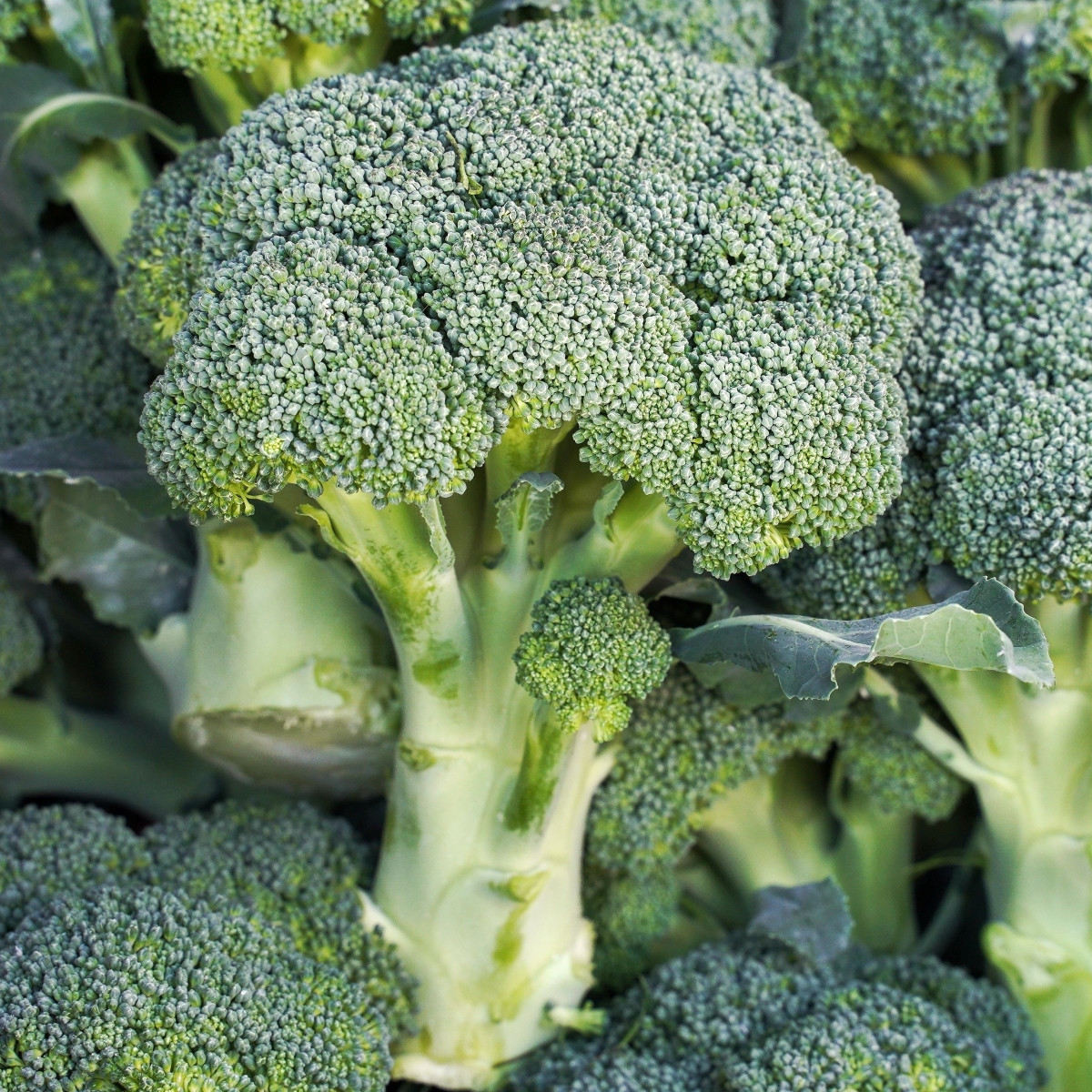 Brokolice Marathon F1 - Brassica oleracea - semena brokolice - 30 ks